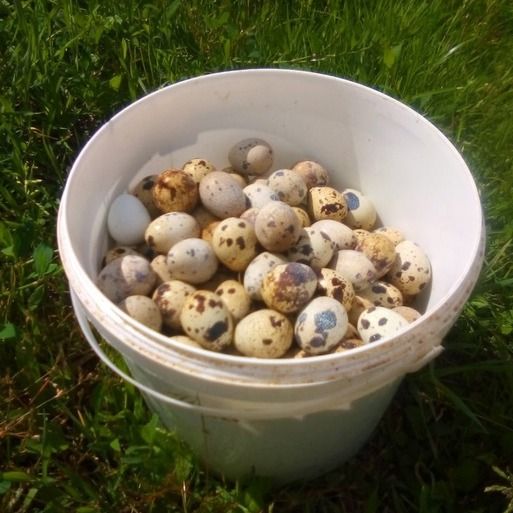 Яйца перепелиные-2 Яйца перепелиные-2