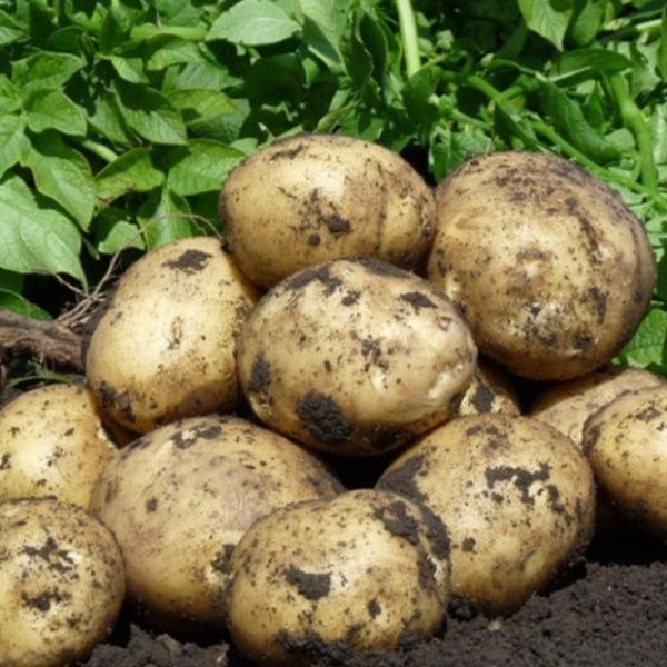 Органический картофель-5