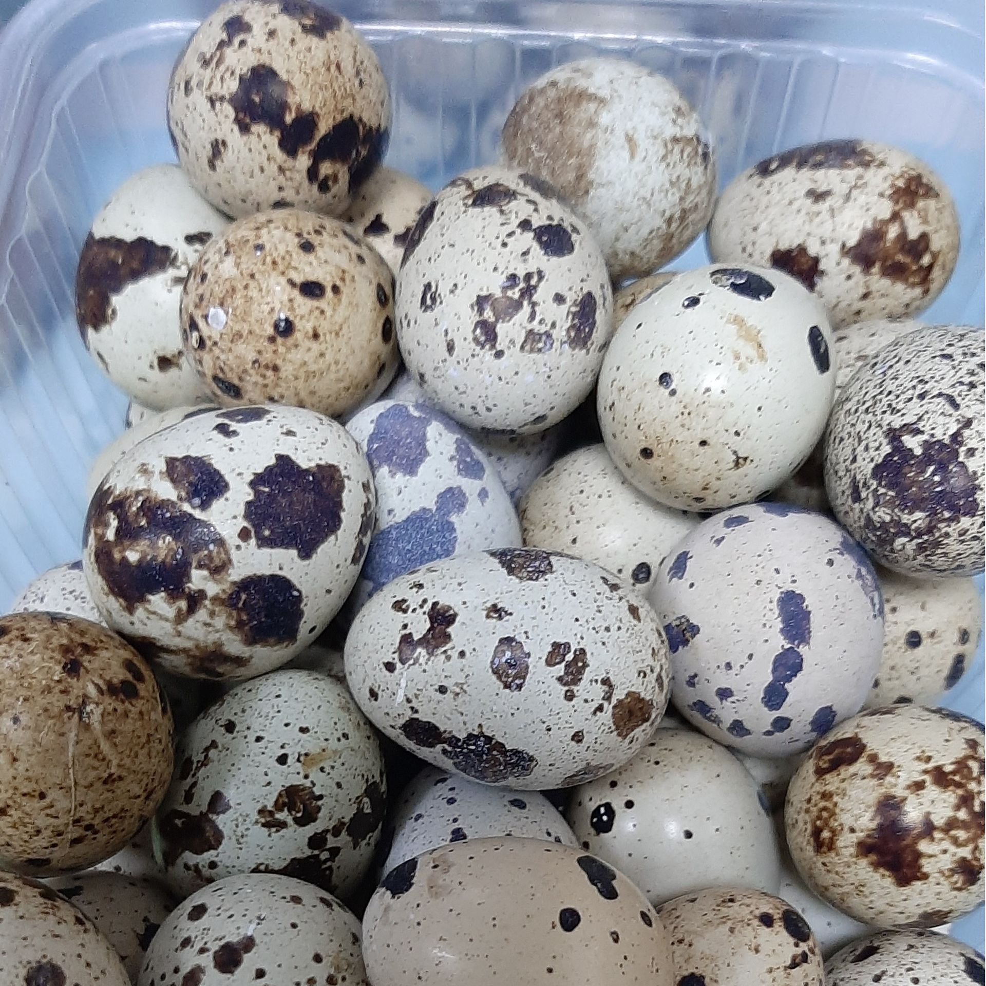 Яйца перепелиные-3 Яйца перепелиные-3