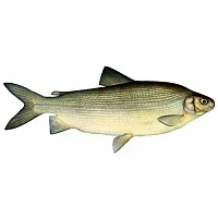 Чир свежемороженый 2-3кг Вылов 2025г - упаковка 2.1 Кг. Чир свежемороженый 2-3кг Вылов 2025г - упаковка 2.1 Кг.