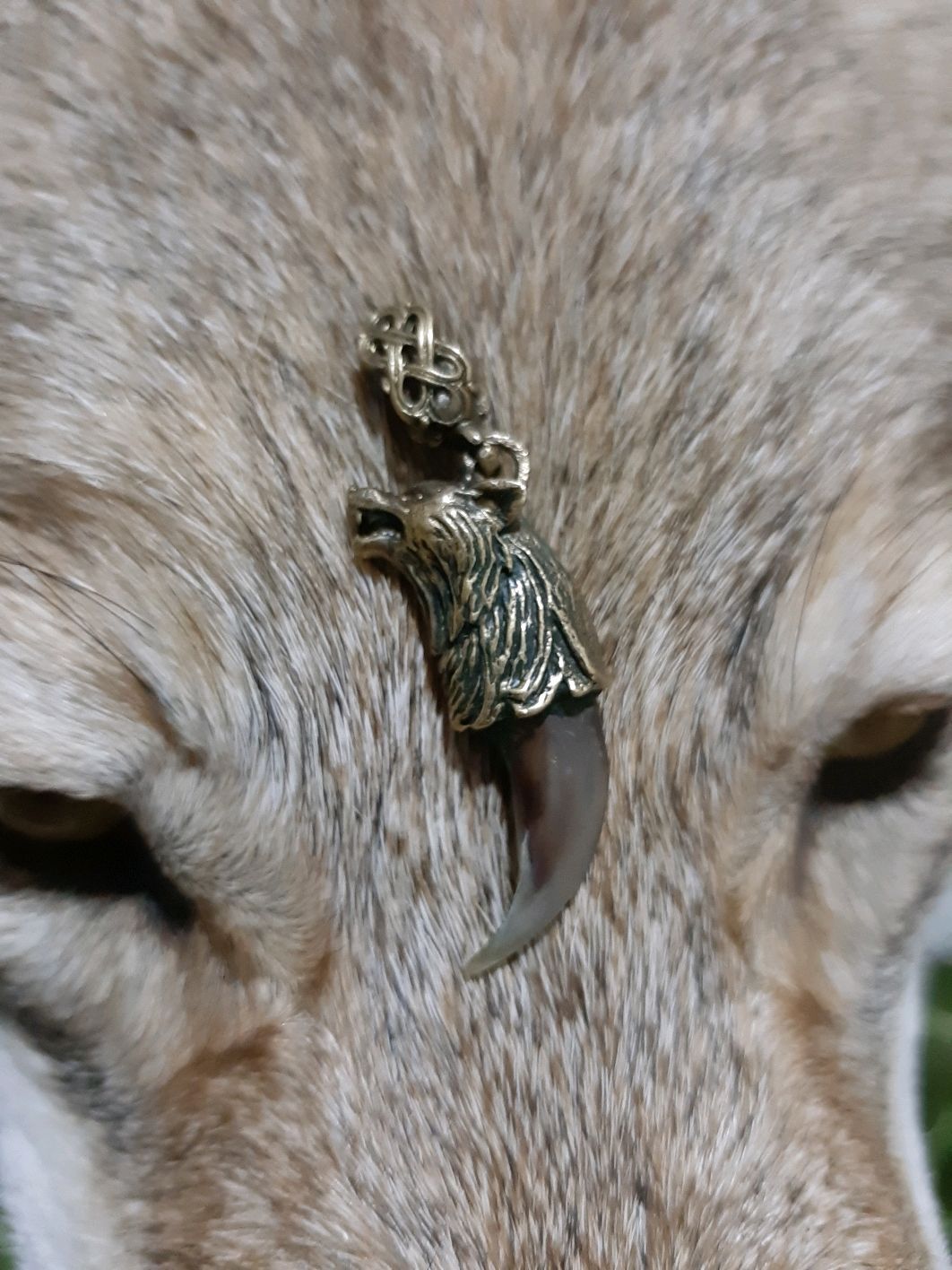 Коготь волка - упаковка 1 Шт. Коготь волка - упаковка 1 Шт.