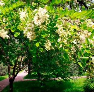 Мед акация белая-2