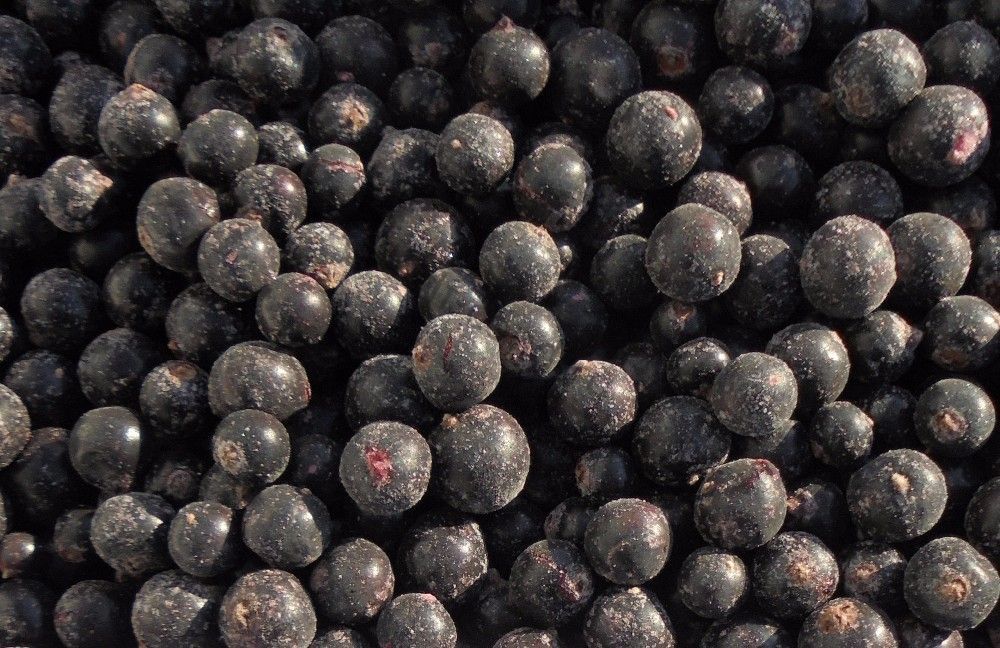 Черная смородина свежемороженая , кг Черная смородина свежемороженая , кг