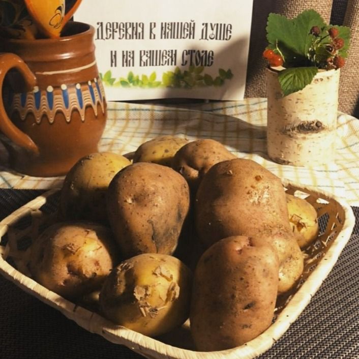 Картофель Картофель