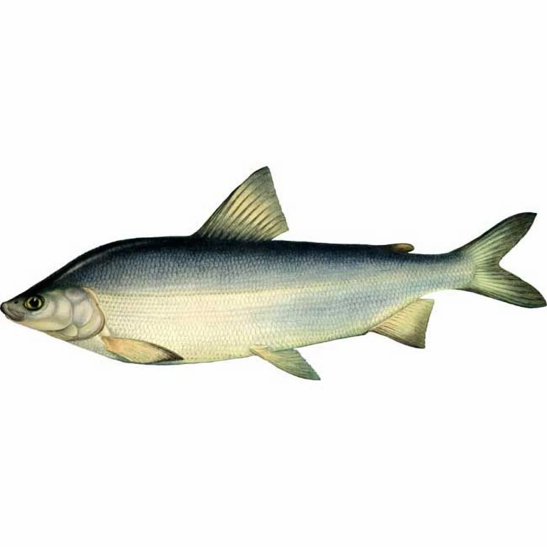 Муксун свежемороженый (1,2-1,4 кг) Вылов 2025г - упаковка 1.3 Кг. Муксун свежемороженый (1,2-1,4 кг) Вылов 2025г - упаковка 1.3 Кг.