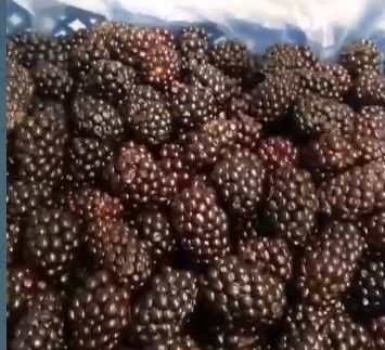 Ежевика садовая замороженная ( коробка 9 кг) - упаковка 9 Кг. Ежевика садовая замороженная ( коробка 9 кг) - упаковка 9 Кг.