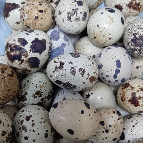 Яйца перепелиные Яйца перепелиные