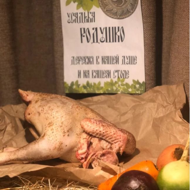 Петух домашний