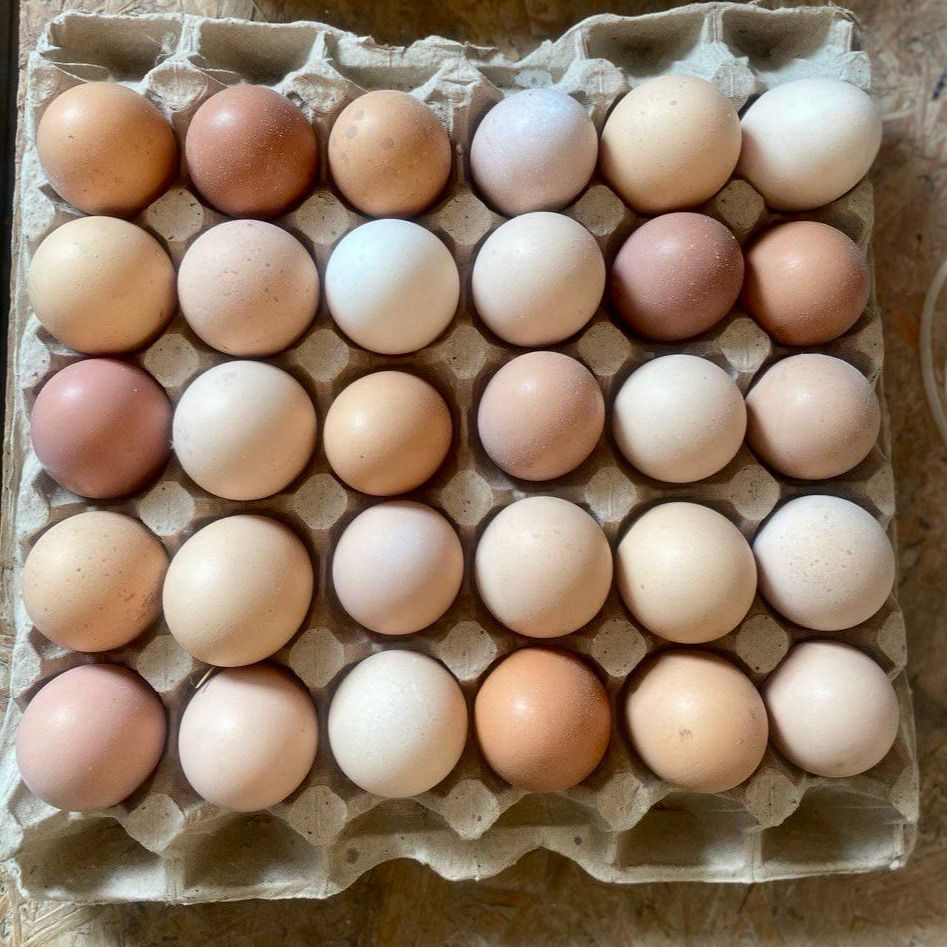 Фермерские куриные яйца. Куры свободного выгула