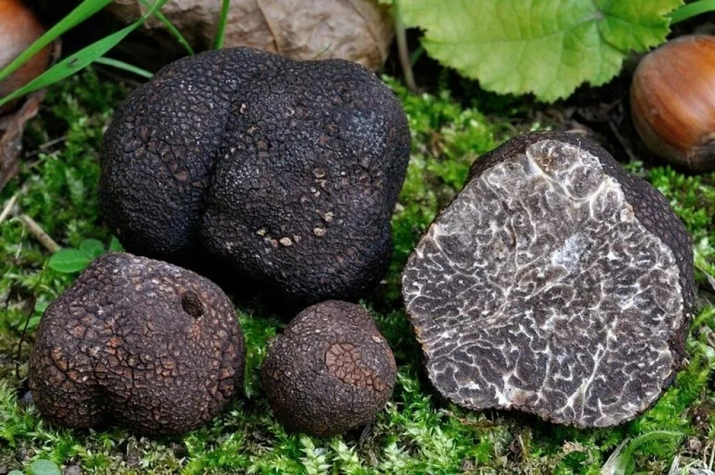 Трюфель черный зимний Tuber Melanosporum замороженный 1 кг - упаковка 1000 г-2 Трюфель черный зимний Tuber Melanosporum замороженный 1 кг - упаковка 1000 г-2