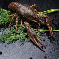 Живые раки (гигант)