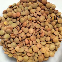 ЧЕЧЕВИЦА КОРИЧНЕВАЯ НЕШЛИФОВАННАЯ,500гр.