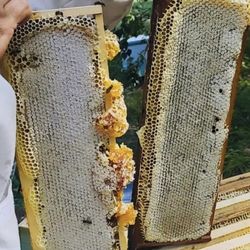 Мёд в сотах