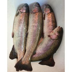 Форель живая