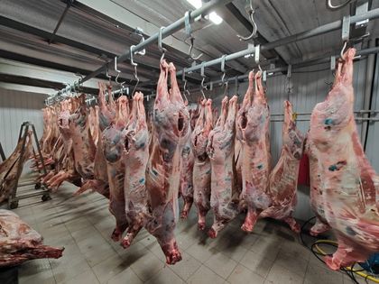 Северный олень (туша) - самовывоз только - упаковка 40 Кг.