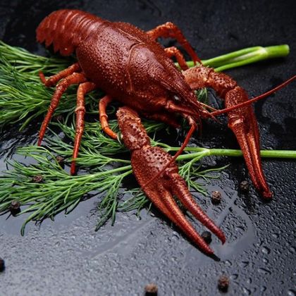 Вареные раки (мелкие)