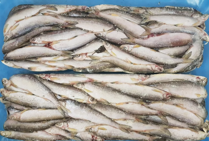 Ряпушка свежемороженая  не потрошёная (мешки 24-25 кг) Вылов 2025г  - упаковка 25 Кг.