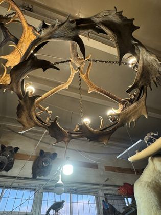 Люстра с рогами оленя 1 ярус - упаковка 1 Шт. Люстра с рогами оленя 1 ярус - упаковка 1 Шт.