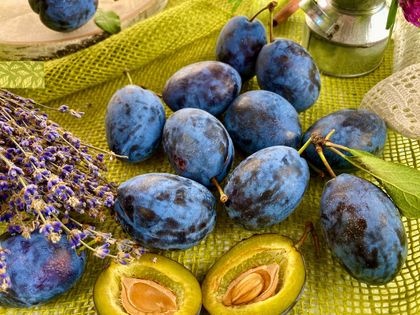 Слива сорт "Чернослив" Слива сорт "Чернослив"