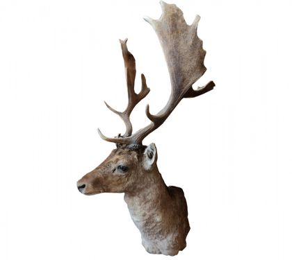 Голова лани - упаковка 1 Шт. Голова лани - упаковка 1 Шт.