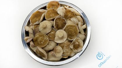 Маслята соленые,(на разв.)Россия