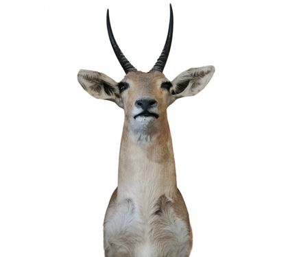 Голова антилопы Рибок - упаковка 1 Шт. Голова антилопы Рибок - упаковка 1 Шт.