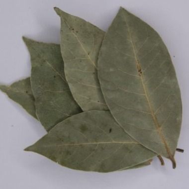 Лавровый лист Лавровый лист