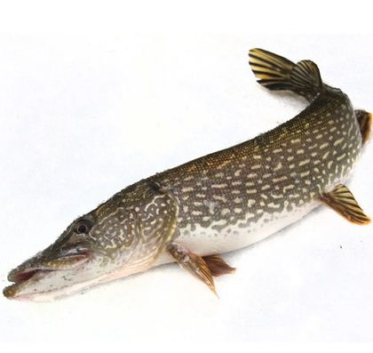 Щука свежемороженная непотрошеная 4-7кг - упаковка 4.5 Кг. Щука свежемороженная непотрошеная 4-7кг - упаковка 4.5 Кг.