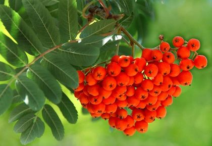 Рябина красная быстрозамороженная 500 гр - упаковка 0.5 Кг. Рябина красная быстрозамороженная 500 гр - упаковка 0.5 Кг.