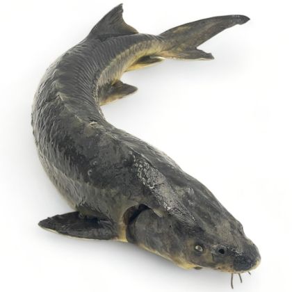 Осетр охлажденный русско-ленский Осетр охлажденный русско-ленский