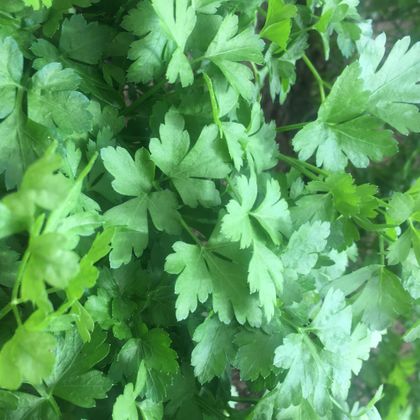 Петрушка Петрушка