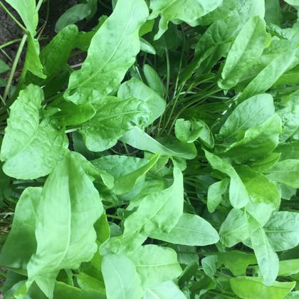 Щавель Щавель